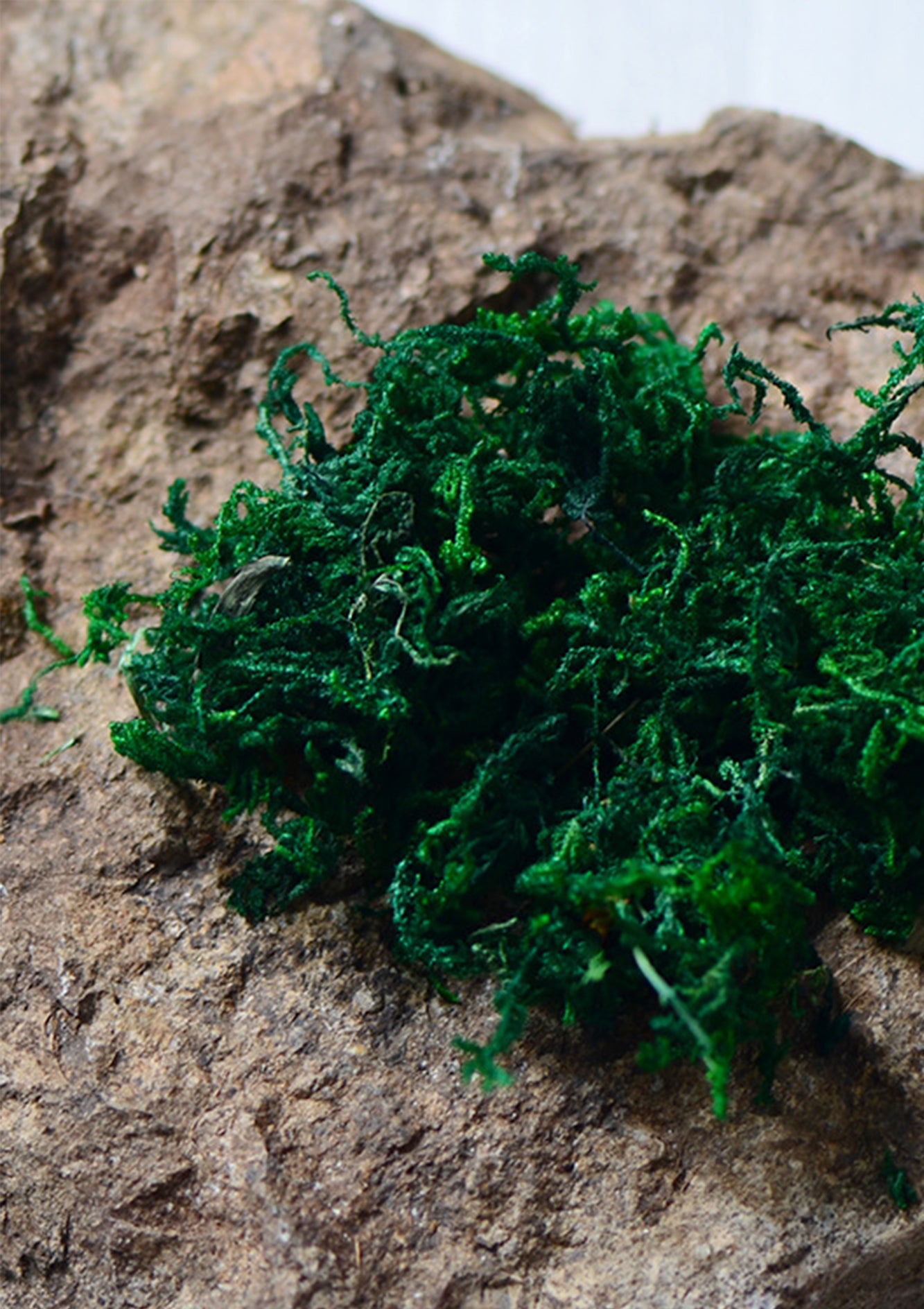 Natural High-Quality Dark Green Dried Moss – Ideal for Crafts, Terrariums, and Rustic Home Decor