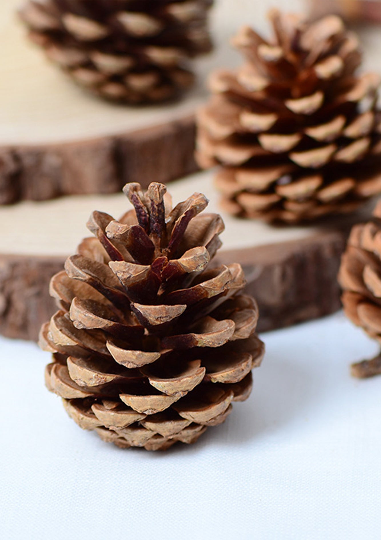 Bag of 12 Preserved Natural Spruce Dried Pine Cones – Perfect for Crafts, Rustic Decor, and DIY Projects