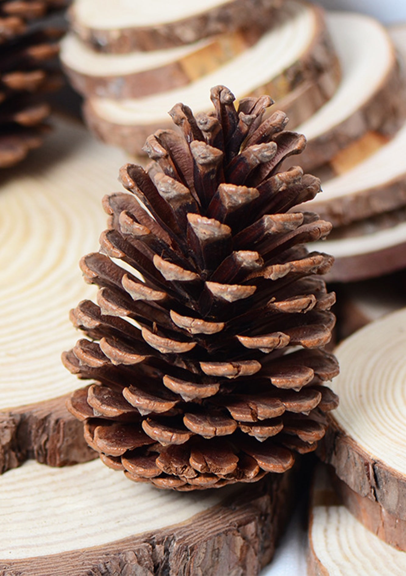 Bag of 5 Preserved Natural Large Dried Pine Cones – Perfect for Rustic Decor, Crafts, and DIY Projects